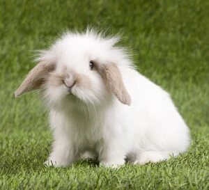 Mammifere Collection: Dwarf Lop Rabbit