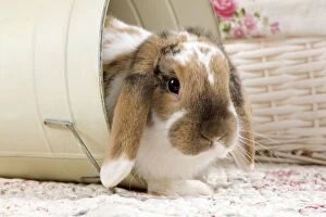 Buckets Gallery: Dwarf Lop Rabbit