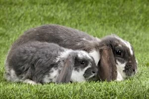 Images Dated 7th February 2014: Dwarf Lop Rabbit - adult & young Dwarf Lop Rabbit - adult & young