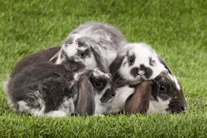 Bunnies Gallery: Dwarf Lop Rabbit - adult & young Dwarf Lop Rabbit - adult & young