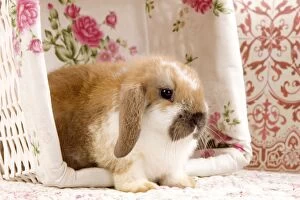 Bunnies Gallery: Dwarf Lop Rabbit - in basket