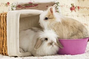 Bunnies Gallery: Dwarf Lop Rabbit Dwarf Rabbit