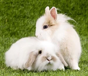 Bunny Gallery: Dwarf Lop Rabbit & Dwarf Rabbit Dwarf Lop Rabbit & Dwarf Rabbit