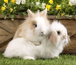 Bunnies Gallery: Dwarf Lop Rabbit & Dwarf Rabbit Dwarf Lop Rabbit & Dwarf Rabbit