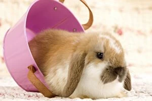 Bunnies Gallery: Dwarf Lop Rabbit - in pink bucket