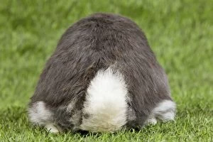 Bunny Gallery: Dwarf Lop Rabbit - from behind showing tail