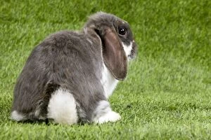 Bunny Gallery: Dwarf Lop Rabbit - showing back & tail Dwarf Lop Rabbit - showing back & tail