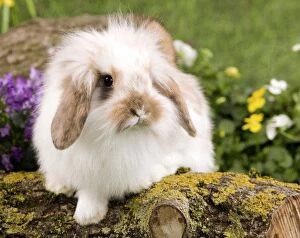 Bunnies Gallery: Dwarf Lop Rabbit - young