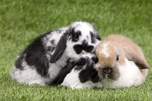 Bunnies Gallery: Dwarf Lop Rabbits
