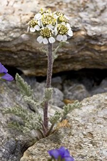 Images Dated 29th July 2012: Dwarf Milfoil / Dwarf Yarrow - in flower