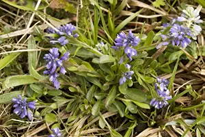 Milkwort Prints: Dwarf milkwort (Polygala amarella) on limestone grassland. Rare in UK