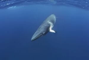 Images Dated 16th June 2008: Dwarf Minke Whale