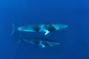 Images Dated 18th June 2008: Dwarf Minke Whale
