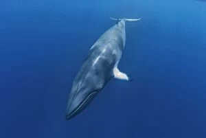 Images Dated 18th June 2008: Dwarf Minke Whale