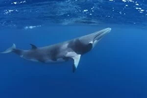 Images Dated 27th June 2008: Dwarf Minke Whale