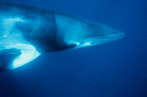 Minke Whale