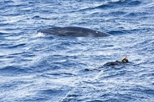 Balaenoptera Gallery: Dwarf Minke Whale (possible sub-species of common)