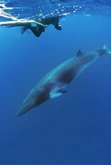 Images Dated 18th June 2008: Dwarf Minke Whale - with researcher