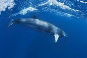 Dwarf Minke Whale - surfing inside wave