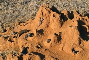 DWARF MONGEESE - in termite nest