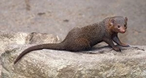 Images Dated 7th May 2008: Dwarf Mongoose. E &s Africa