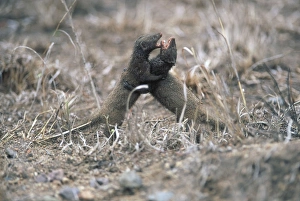 Dwarf Mongoose fight - Probably a resident male fighting with an immigrant male Dwarf Mongoose fight - Probably a resident male fighting with an immigrant male