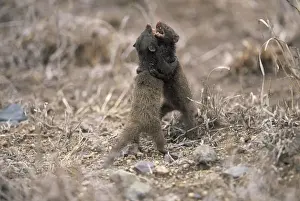 Dwarf Mongoose fight - Probably a resident male fighting with an immigrant male. Diurnal, living in troops. Feeds on insects and other invertebrates; also reptiles, birds and their eggs and rodents