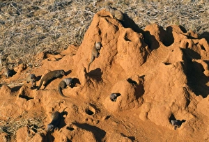 Images Dated 23rd November 2007: Dwarf Mongoose - in termite nest Kenya, Africa