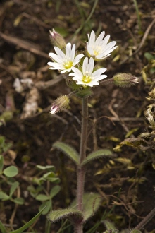Images Dated 19th May 2006: Dwarf mouse ear / Curtis's mouse-ear on limestone