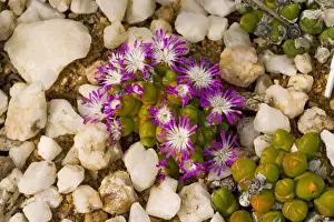 Pebbles Prints: Dwarf Pebble Flower - quartz flats of the Namaqua desert - South Africa