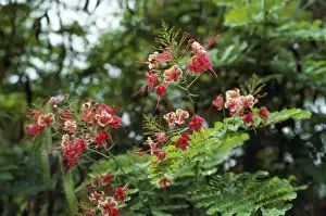 Dwarf Poinciana / Pride of Barbados Papua New Guinea