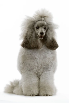 Images Dated 13th March 2006: Dwarf Poodle - sitting