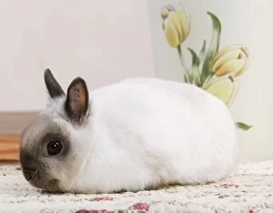 Bunnies Gallery: Dwarf Rabbit