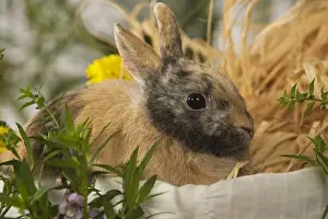 Dwarf Rabbit