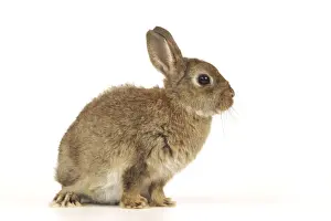 Dwarf Rabbit