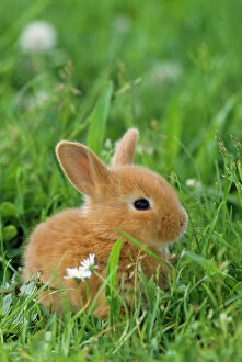 Baby Animals Collection: Dwarf Rabbit