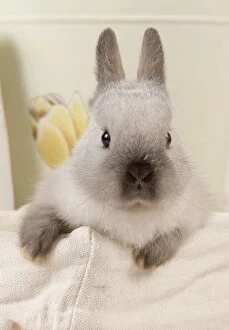 Images Dated 27th February 2012: Dwarf Rabbit