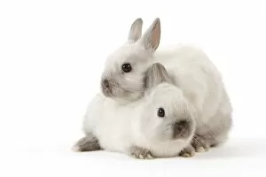 Affectionate Gallery: Dwarf Rabbit