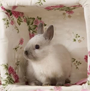Images Dated 27th February 2012: Dwarf Rabbit