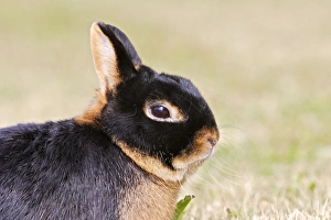 Images Dated 22nd June 2006: Dwarf Rabbit - black & red / fire