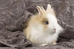 Bunnies Gallery: Dwarf Rabbit - on blanket