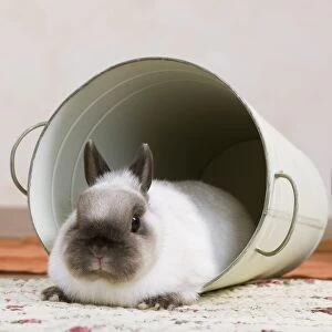Buckets Gallery: Dwarf Rabbit - in bucket
