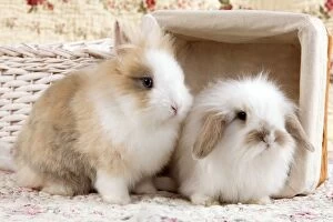 Dwarf Rabbit & Dwarf Lop Rabbit