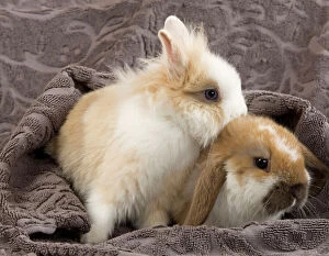 Images Dated 7th February 2014: Dwarf Rabbit & Dwarf Lop Rabbit Dwarf Rabbit & Dwarf Lop Rabbit