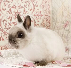 Bunnies Gallery: Dwarf Rabbit - with flower petals