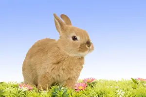 Dwarf Rabbit - with flowers Digital Manipulation: background from white to blue