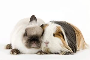 Bunnies Gallery: Dwarf Rabbit and Guinea Pig