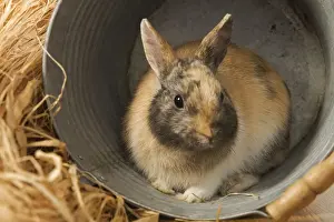 Buckets Prints: Dwarf Rabbit - sheltering in metal bucket