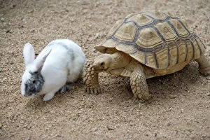 Funny Collection: Dwarf Rabbit with Tortoise