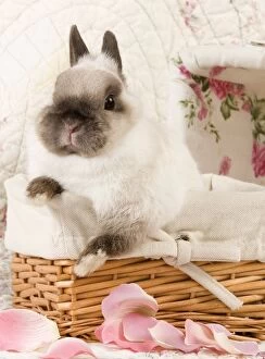 Bunnies Gallery: Dwarf Rabbit - in a wicker basket